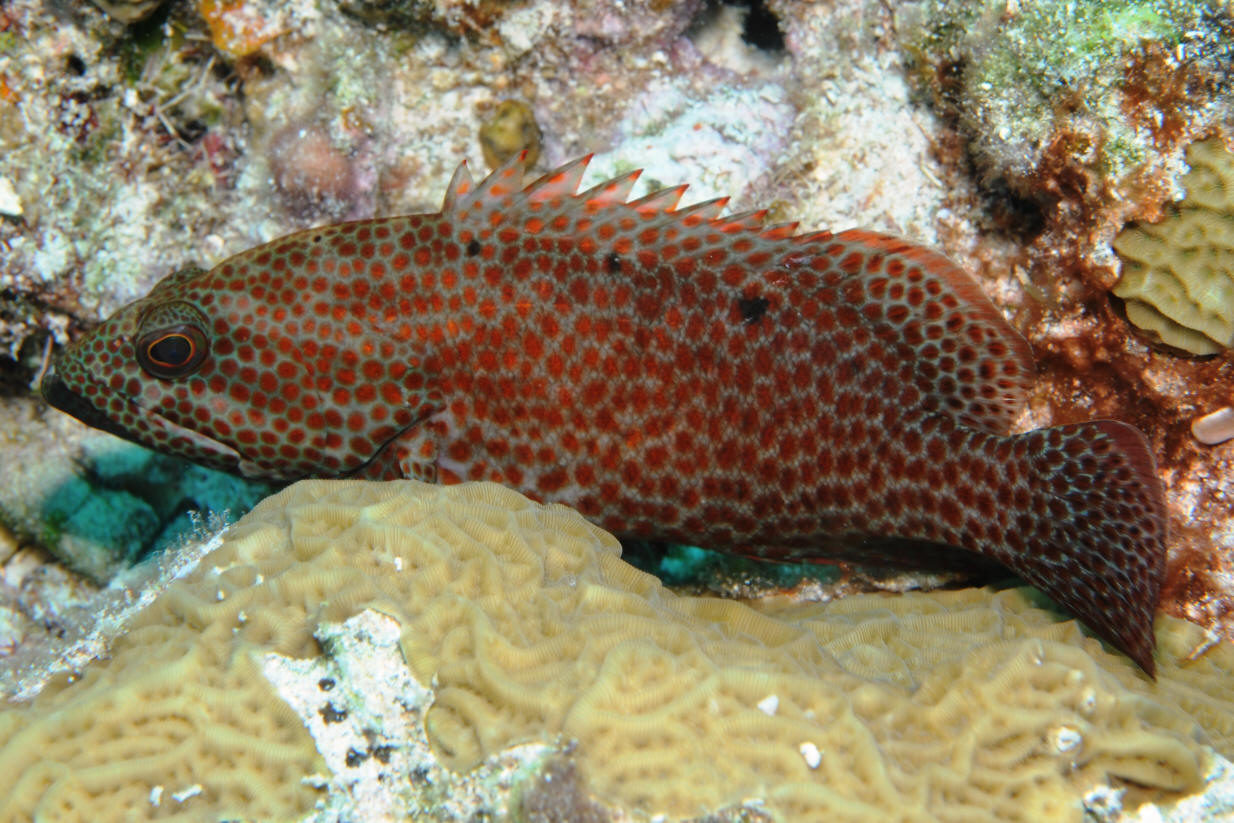 Cephalopholis cruentata